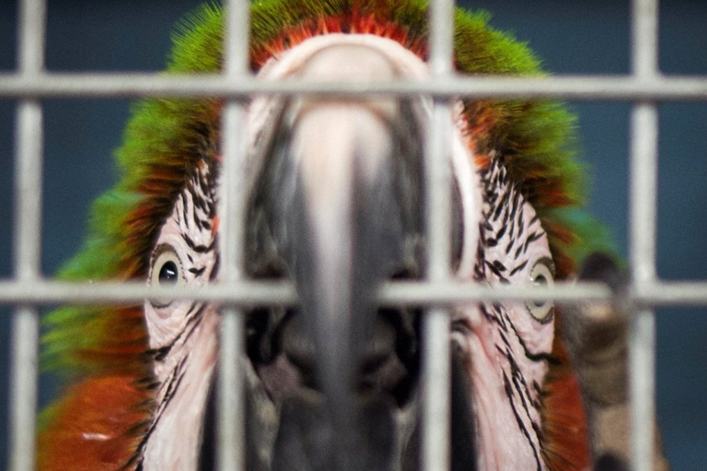 A parrot looks out of its cage after being put into a shelter ahead of Hurricane Irma. Photo: Reuters
