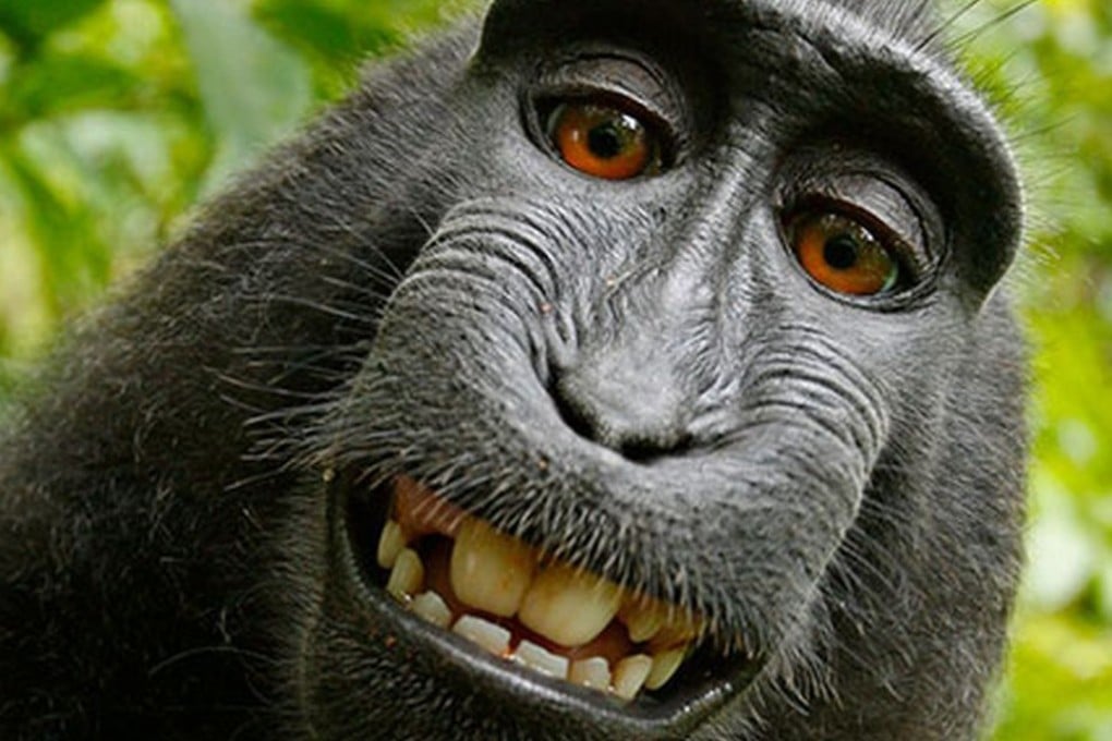 The most famous of the selfies taken by Naruto, an Indonesian crested macaques, using David Slater’s camera. Photo: David Slater / Naruto