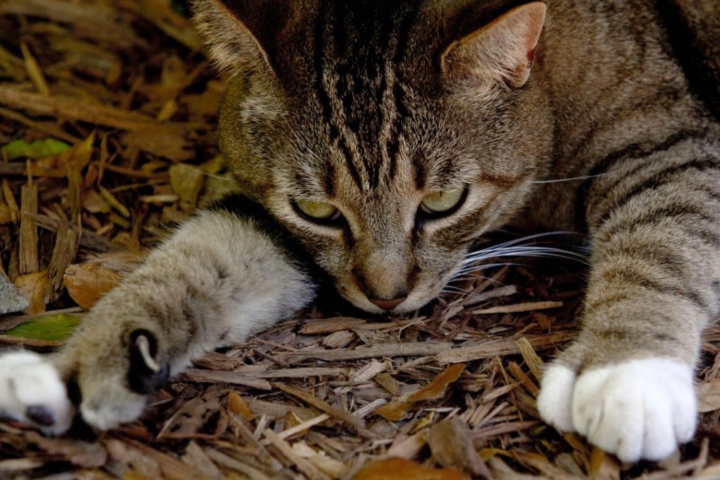 A six-toed cat that is a descendant of a pet owned by writer Ernest Hemingway, at the former home of the author in Key West, Florida. Photo: AFP