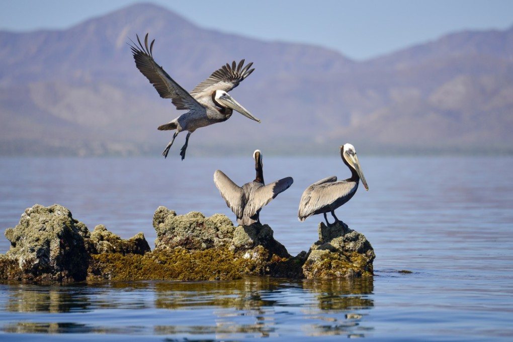 Pelicans rest on a rock, in the Sea of Cortez. Pictures: Nick Walton