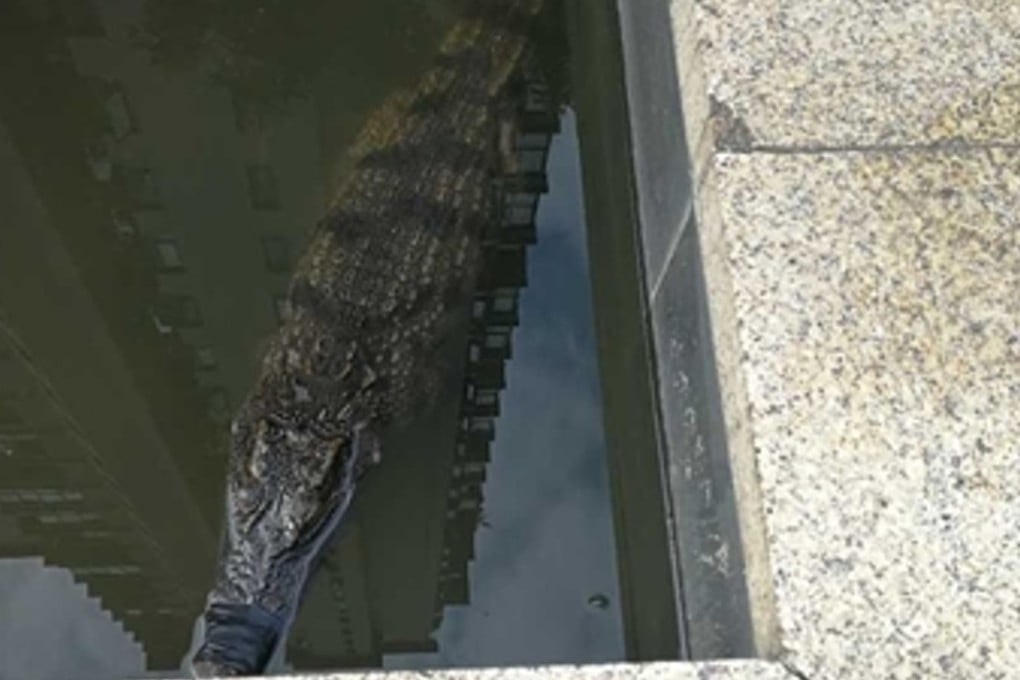 The Siamese crocodile in the residential compound’s fish pool. Photo: Handout