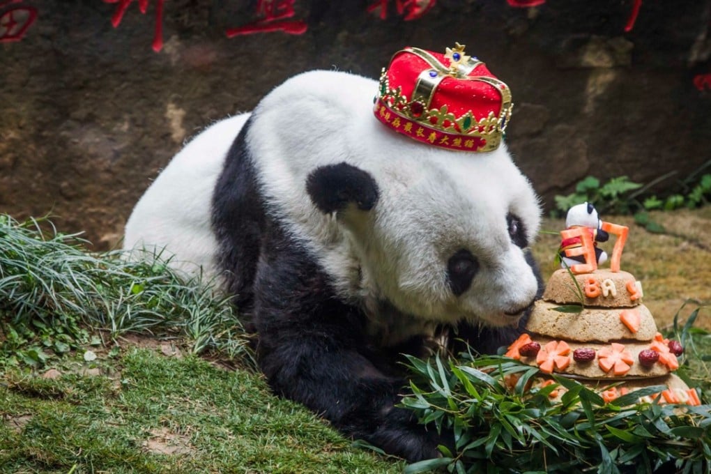 Basi is seen tucking in to a birthday cake on her 37th birthday in January 18. The world’s oldest captive giant panda died on Wednesday at her home in southeastern China. Photo: AFP