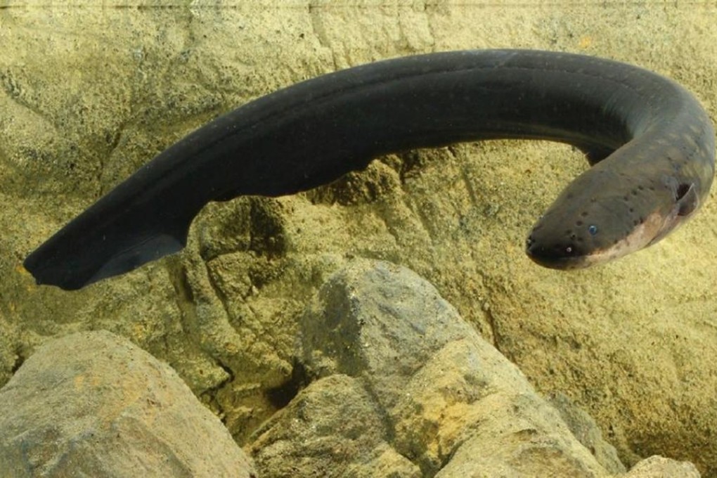 An electric eel is capable of emitting. Photo: Kenneth Catania