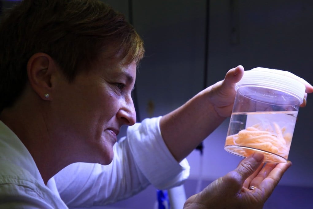 Dr Cherie Motti, from the Australian Institute of Marine Science, is leading the breeding programme of the Pacific triton sea snail in the hope of drastically reducing numbers of the harmful crown-of-thorns starfish. Photo: AFP