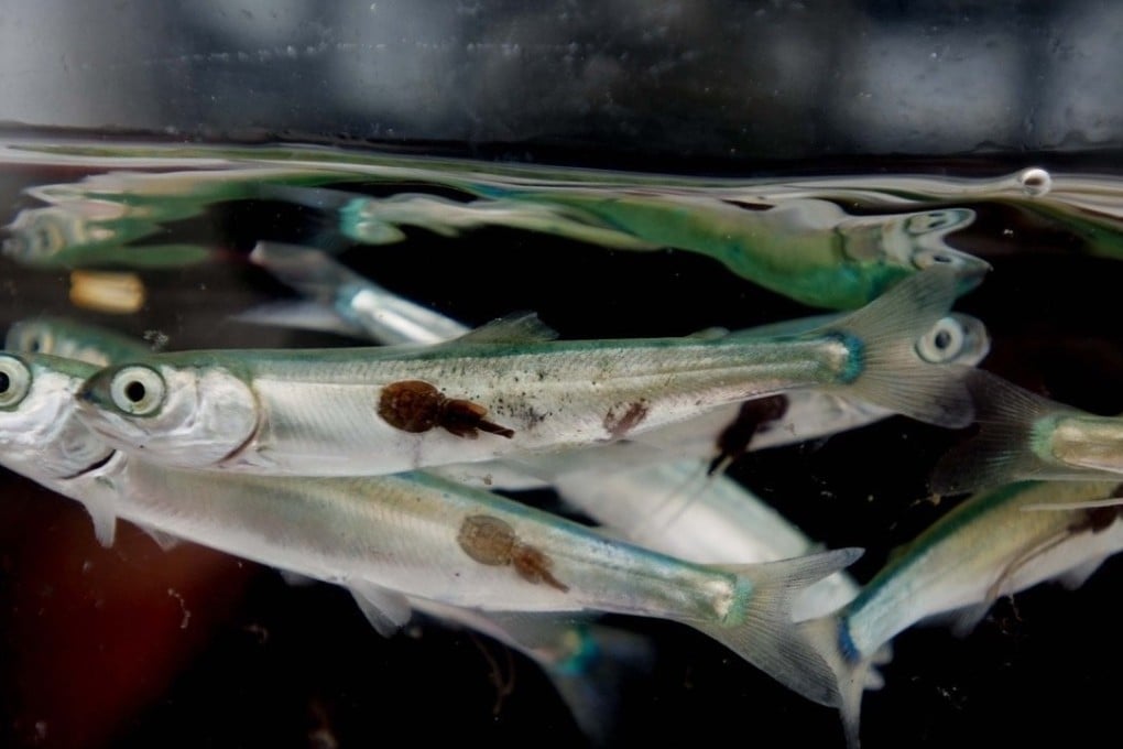 Sea lice infesting juvenile pink salmon gathered from the wild in Canada's Broughton Archipelago. Photo: Alexandra Morton