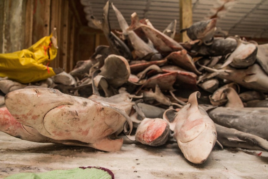 Dead sharks are found in a ship’s hold, at sea, off the coast of Com in East Timor, in this undated photo made available by the Sea Shepherd Conservation Society on September 15. The environmental protection group said it led East Timor police to a Chinese-owned fishing fleet with an allegedly illegal cargo of sharks. China’s boats do contribute significantly to illegal fishing but – at least from China’s perspective – not in Southeast Asian countries’ claimed waters in the South China Sea. Photo: EPA-EFE / Sea Shepherd Conservation Society