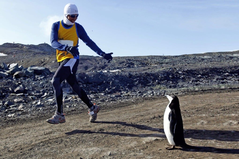 Expect to meet a few penguins during the Great Wall Marathon. Photo: Liu Fubin