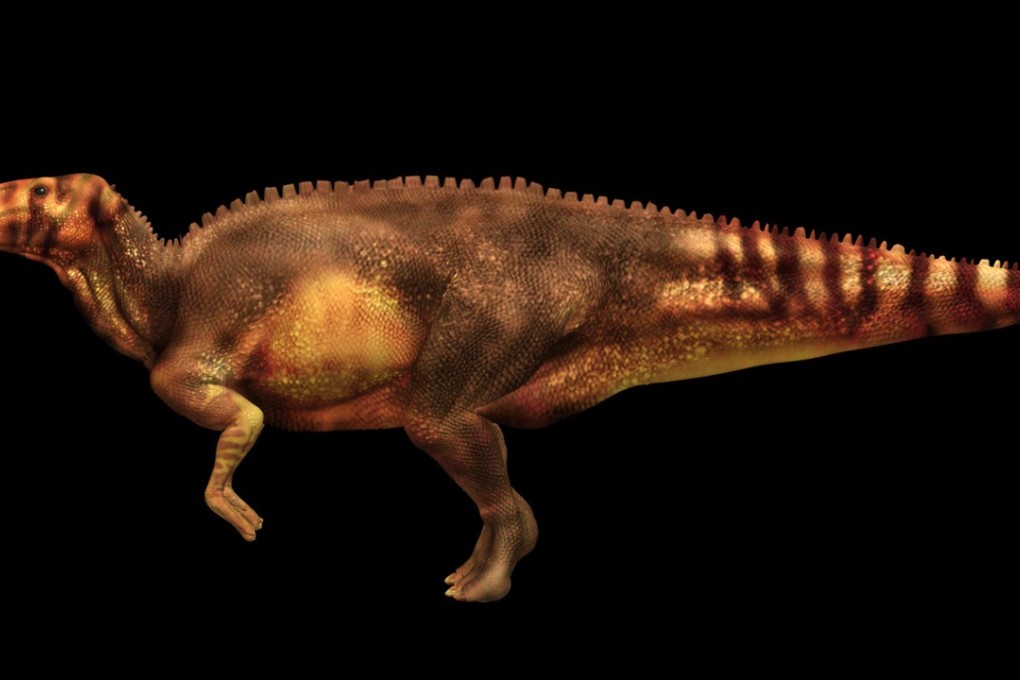 Hadrosaurs lived mainly on plants, but would sometimes supplement their diets with small crustaceans, fossilised dung has revealed. Graphic: AP /National Geographic Society