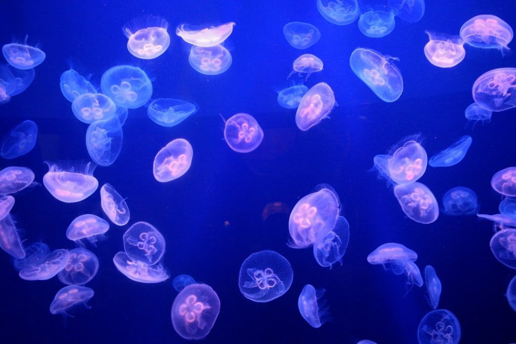 Moon jellyfish are pictured in an aquarium of the Oceanographic Museum of Monaco.Photo: AP