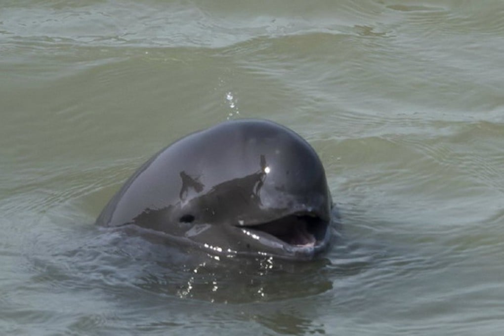 Yangtze river porpoise, spotted near Nanjing city in 2016. Photo: Handout