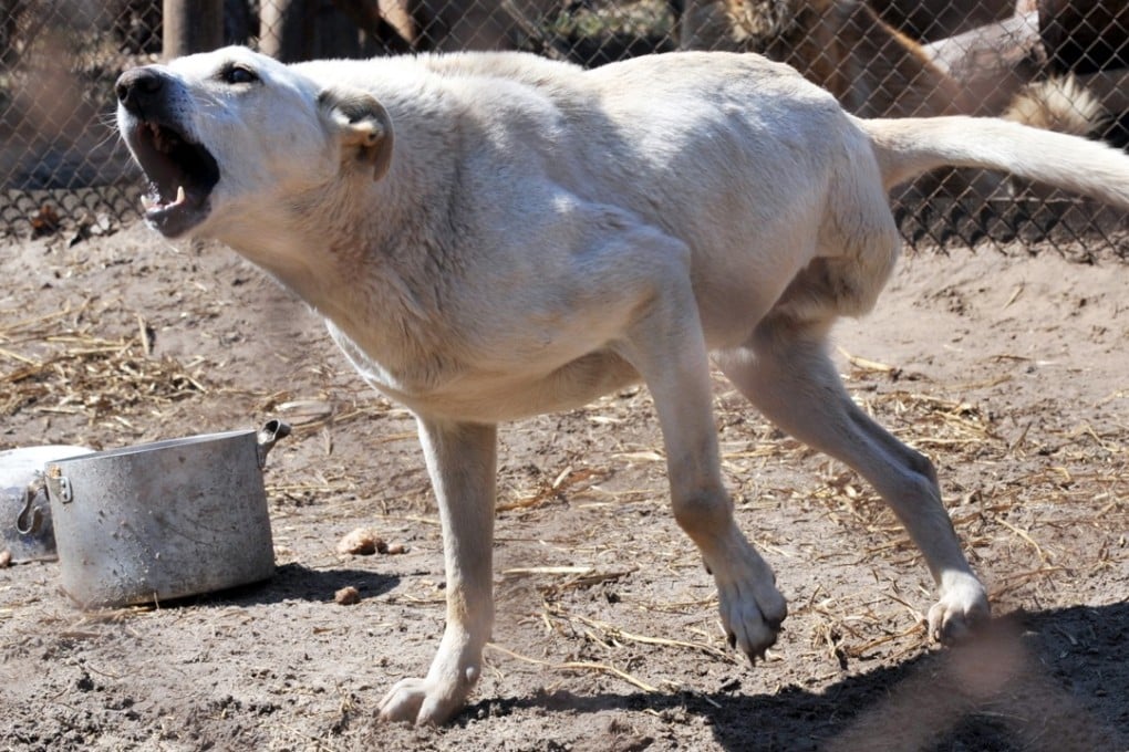 Wounds found on a woman’s body in northern Greece suggested she had been attacked by a pack of dogs, local reports said. File Photo: AFP