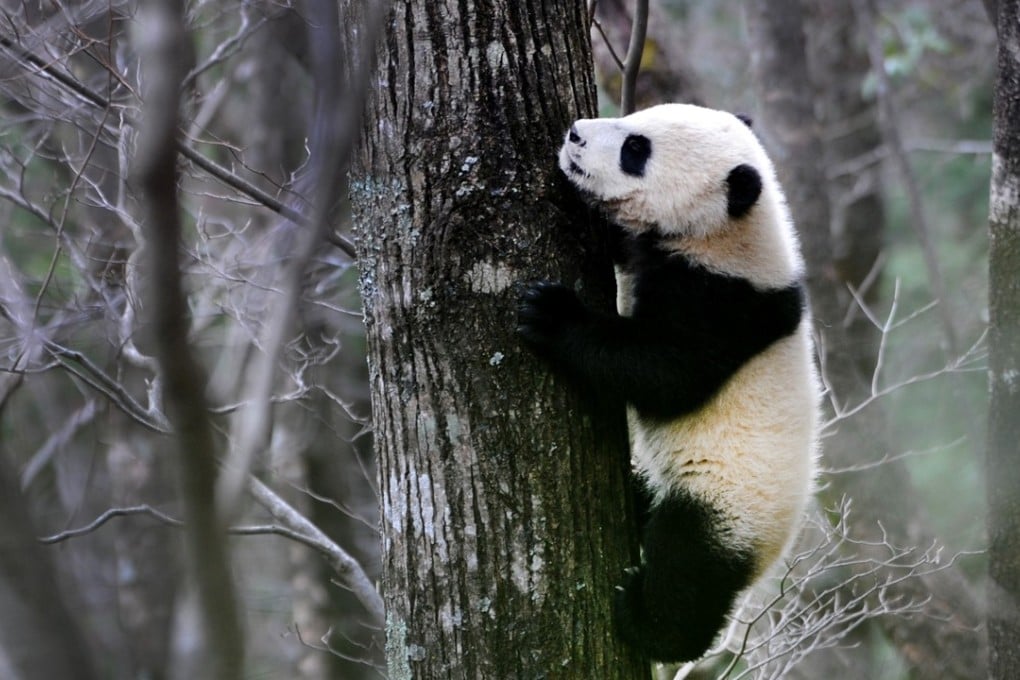 China has invested heavily in panda conservation, setting up nature reserves, breeding programmes and planting bamboo forests. Photo: Xinhua