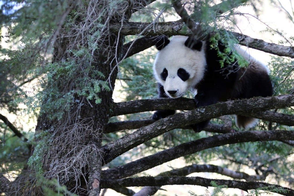 National surveys put China’s wild giant panda population at 1,864 in 2014. Photo: Xinhua