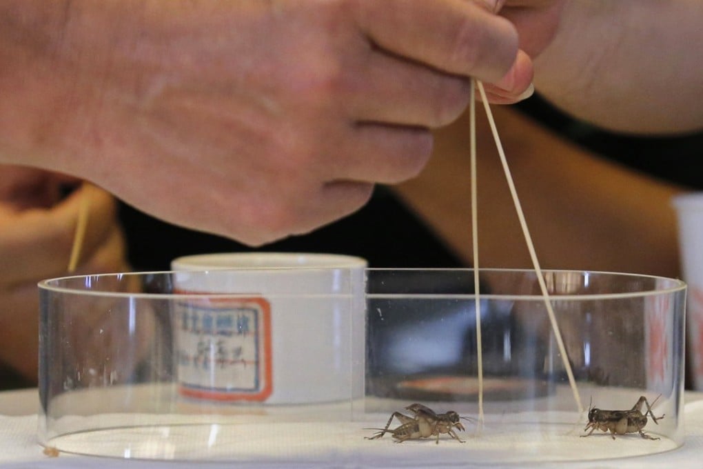 Cricket handlers stimulate their cricket's whiskers to make the insects fight each other during a match in Beijing. Photo: Reuters