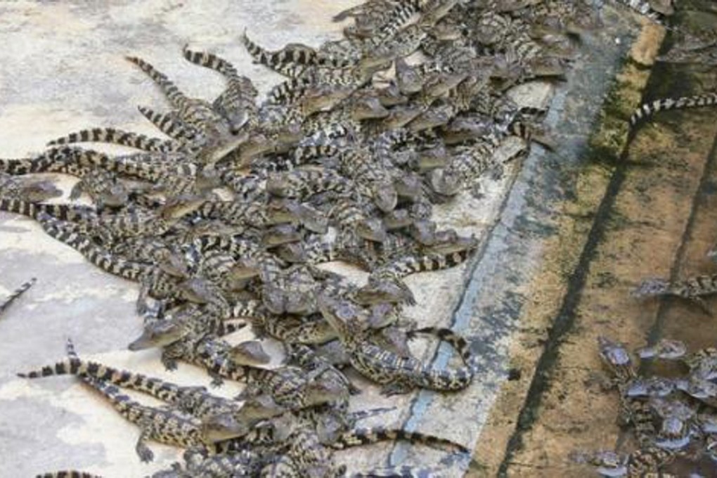 Dozens of baby crocodiles initially escaped from the zoo in Sichuan. Photo: Handout