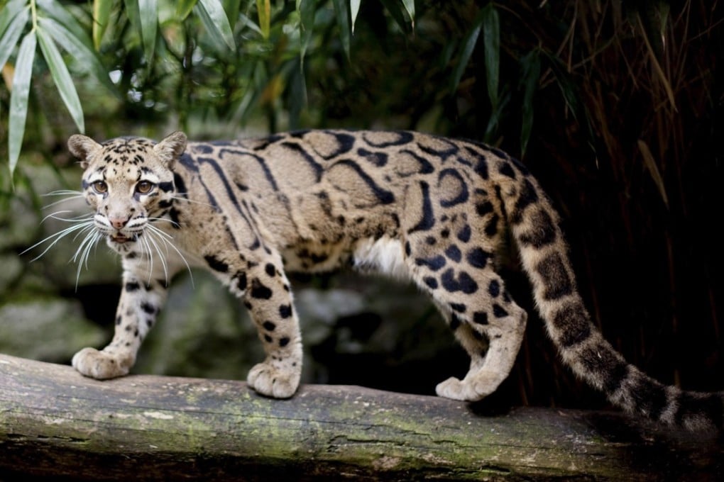 The clouded leopard has a habitat on the Asian mainland that stretches from peninsular Malaysia to Nepal. If there were clouded leopards in Taiwan they were probably a subspecies of the mainland big cat. Picture: Alamy