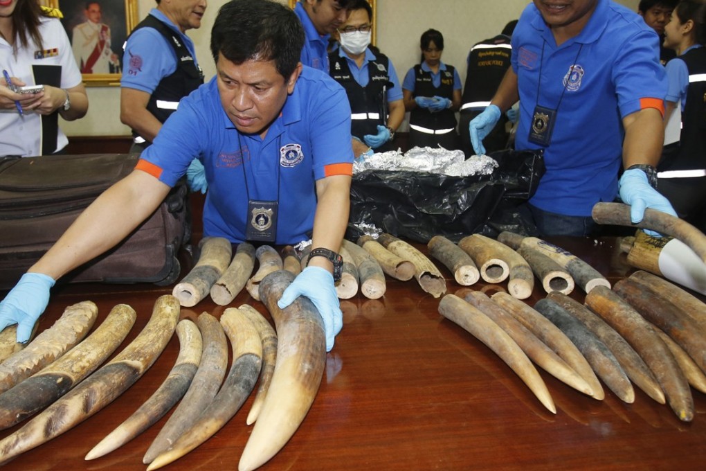 Thai customs officials display seized ivory, being smuggled from Congo to Laos. Photo: AP