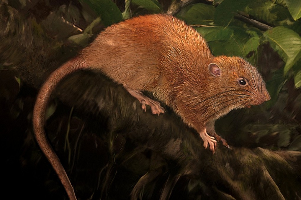 An illustration of a newly discovered rat species, Uromys vika, is shown in an illustration. Graphic: Velizar Simeonovski/The Field Museum/Reuters