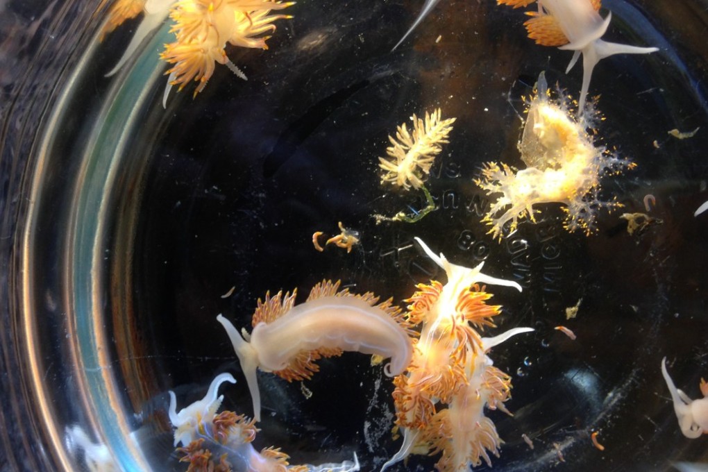 This April 2015 photo provided by John W. Chapman shows marine sea slugs retrieved from a derelict vessel that washed ashore in Oregon, after being swept out to sea from Iwate Prefecture in Japan by the 2011 tsunami. Photo: AP