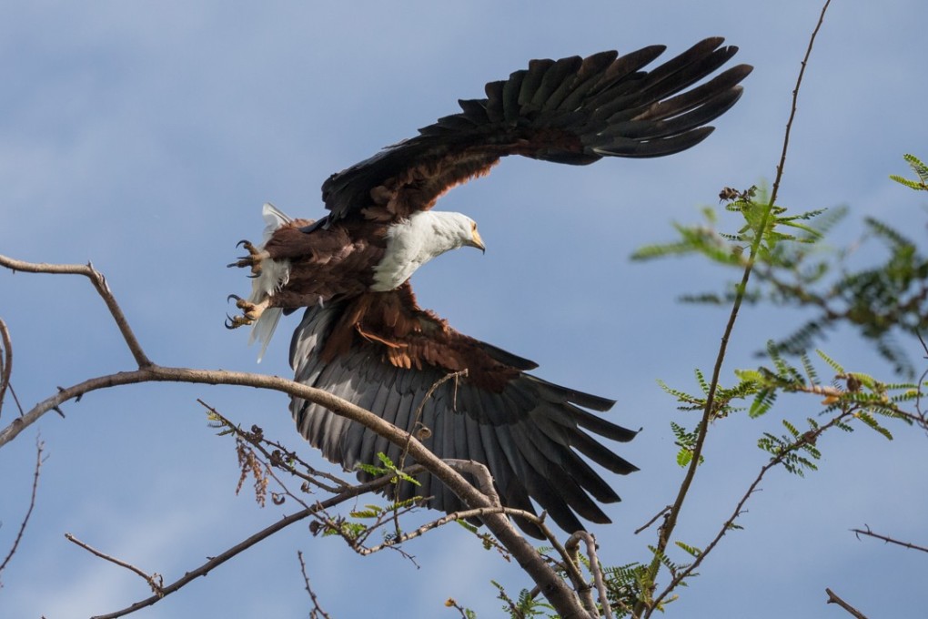 A fish eagle in the Akagera National Park. Pictures: Daniel Allen