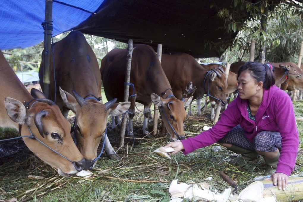 A woman feeds her cows at a shelter in Karangasem, Bali. Photo: AP