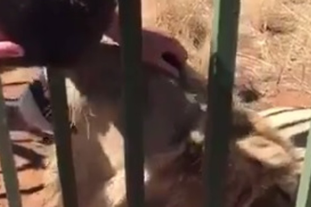 Scott Baldwin pats the lion. Photo: Twitter