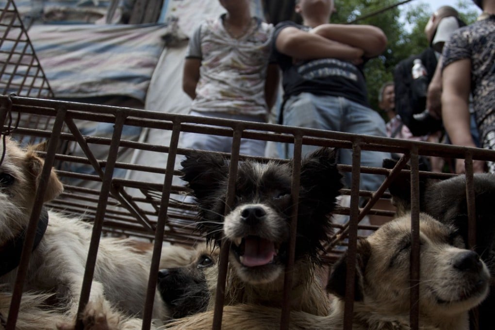 Vendors waiting for customers to buy dogs in cages at a market in Yulin in southern China in 2015. Photo: AFP