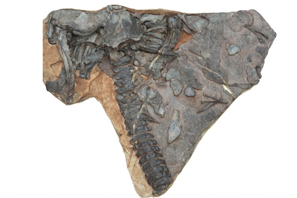 This fossil of the Hongyu chowi was discovered in a quarry in Ningxia, China. Photo: Handout