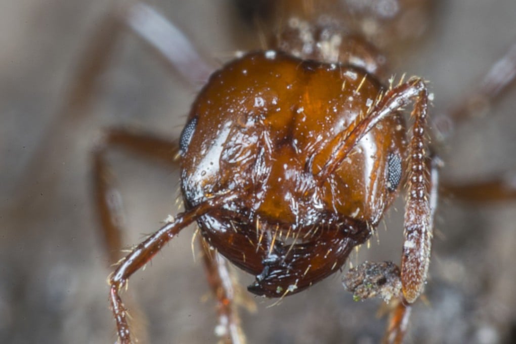 A Fire Ant in Tiu Keng Leng. Photo: Anthony Dickson/SCMP