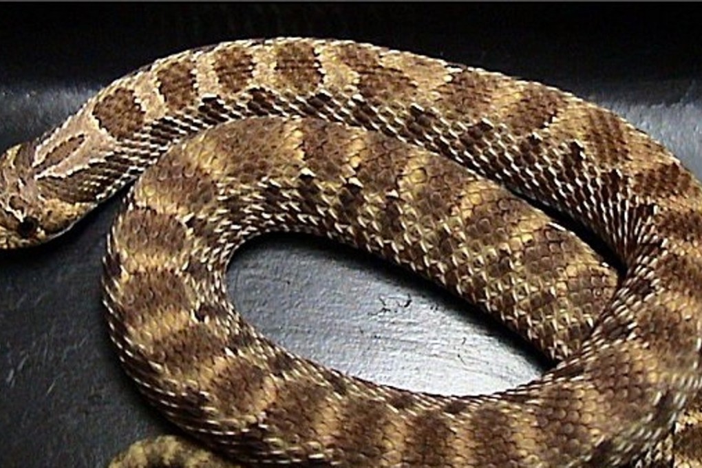 A western hognose snake. Animal smuggler Le Chaoyi has admitted hiding three albino specimens in his socks as he crossed the US border into Canada. Photo: Wikipedia