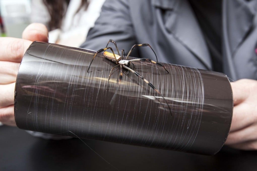 The yellow colour of the golden orb-weaver spider’s silk can give items made from the material a natural golden colour. Photo: Randy Lewis