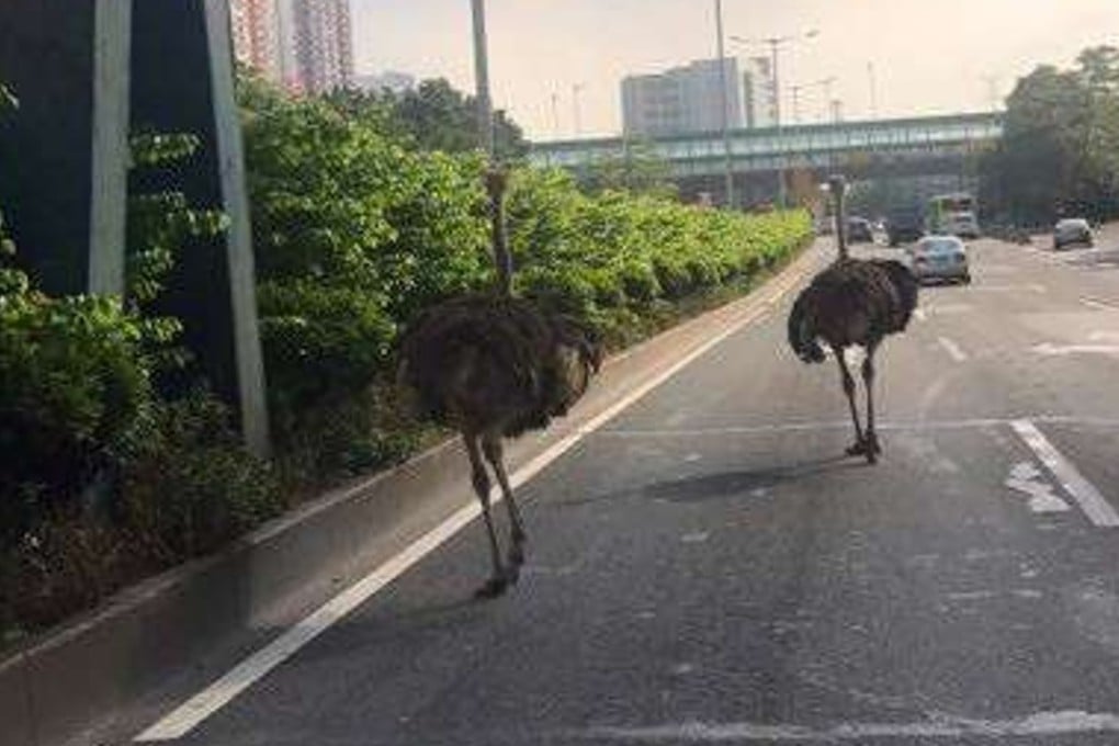 The birds were seen running along the Pearl River Delta city motorway in Foshan. Photo: Handout