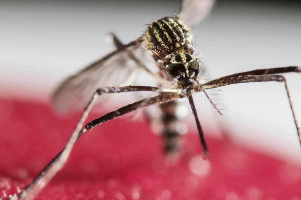 The mosquito-borne Zika virus swept across Latin America, the Caribbean and southern United States in 2015 and 2016, sparking a global health emergency. Photo: TNS