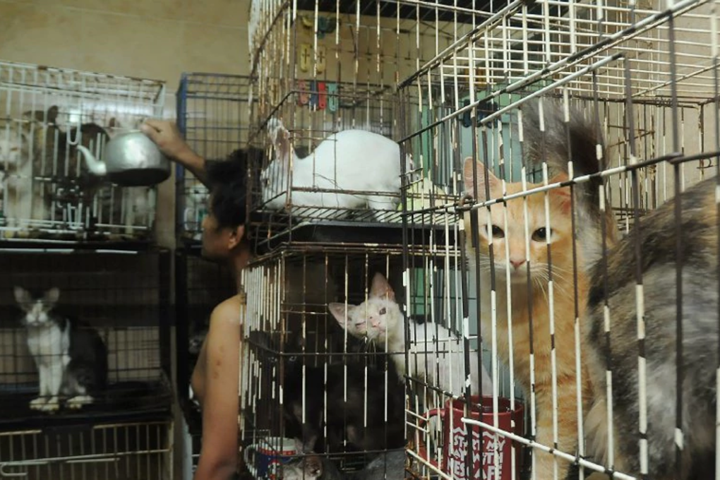 Forty-six cats neglected were rescued by a police team from an apartment in Bandar Baru Sentul, following a complaint lodged by animal rights activists. Photo: STR/HALIM SALLEH