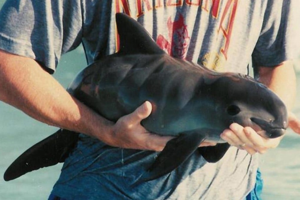 File picture of young vaquita, the smallest cetacean species. Adults typically measure about 1.3 metres long. Photo: International Center for the Study of Deserts and Oceans