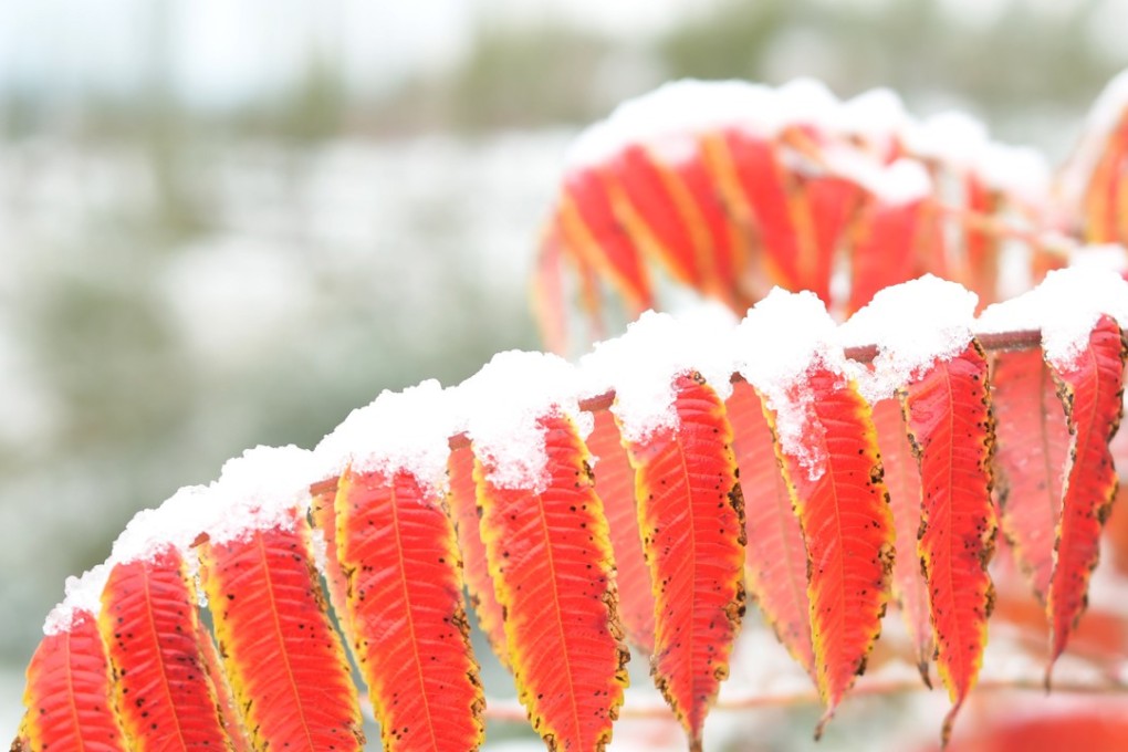 Snow-covered autumn leaves in Linxia Hui in the northwestern province of Gansu. Photo: Xinhua