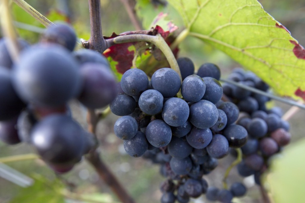 Grapes grow on the vine in a vineyard in Epernay, France. The EU's Copa-Cogeca farm union announced that spring hail and frost, combined with sustained drought during the summer, will force wine production down to its lowest level since the second world war. Photo: AP