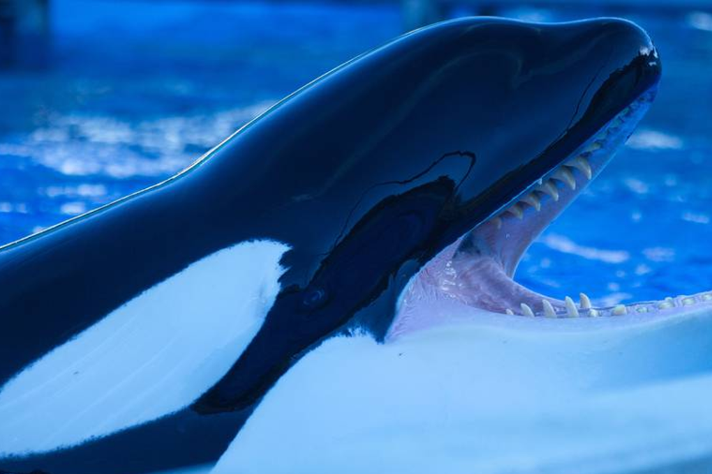 The first ever in-depth investigation of the teeth of captive orca has found them a sorry state, raising serious concerns for the charismatic mammals' overall health and welfare. Photo: Supplied