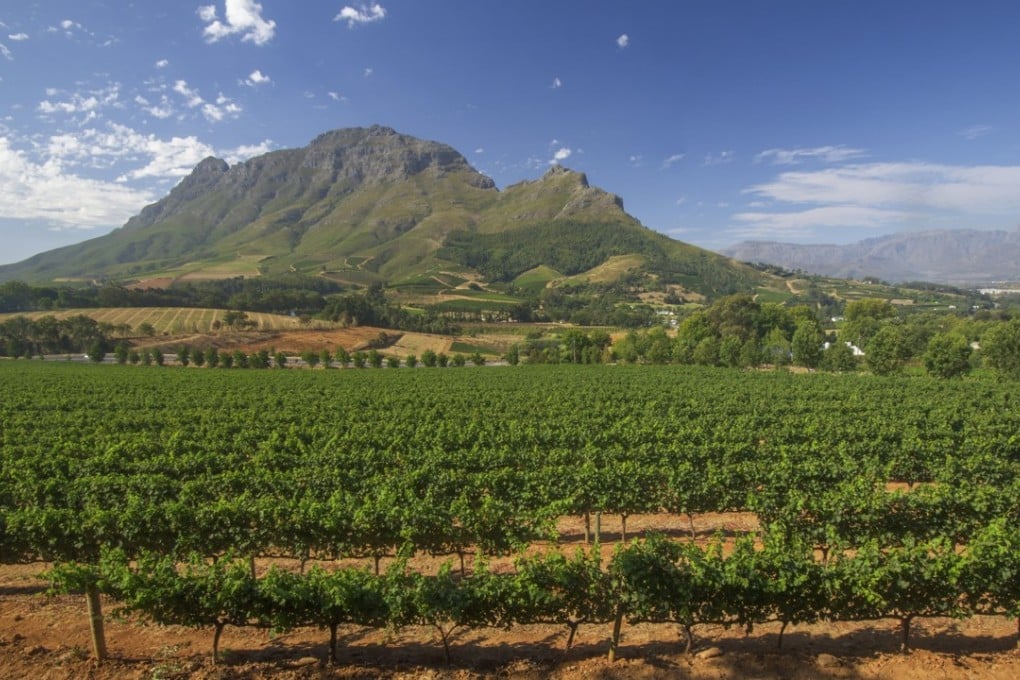 The Simonsberg mountains loom over the vineyards of Stellenbosch, in Western Cape province, South Africa.