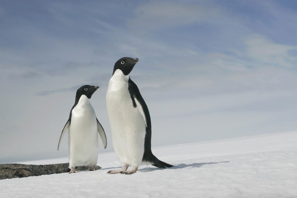 A pair of Adelie penguins are pictured at Cape Denison, Commonwealth Bay, East Antarctica, in this 2009 file photo. Photo: Reuters