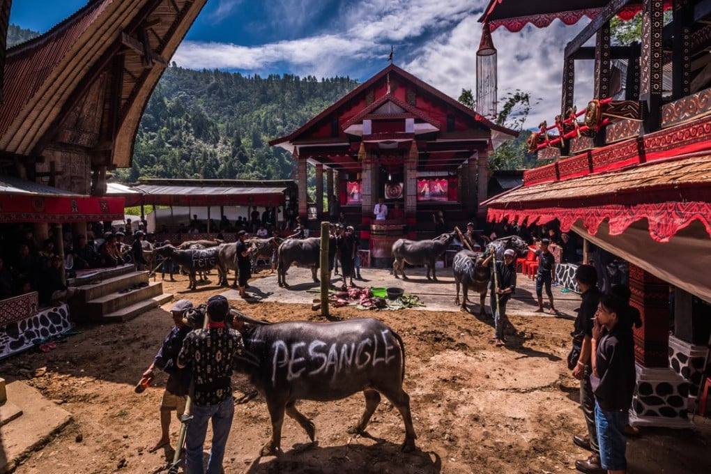 Sacrificial buffaloes at the rambu solo, or funeral, of Uru Philippus Possali and Albertina Allo, an elderly couple who died three months apart. Pictures: Claudio Sieber