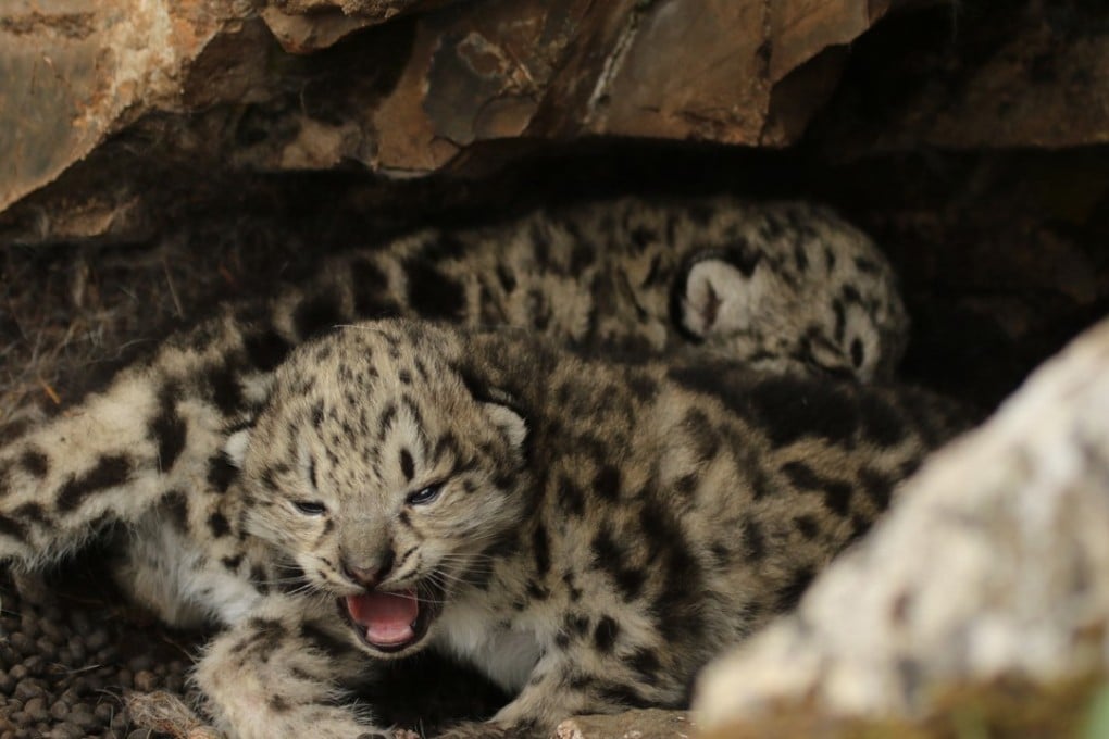 He Qianou’s commitments include a US$20 million donation to help protect China’s snow leopards. Photo: Xinhua
