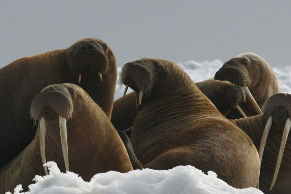 In this file photo provided by the US Fish and Wildlife Service, Pacific walrus cows and yearlings rest on ice in Alaska. The Trump administration will not add Pacific walrus to the threatened species list and an environmental group is threatening to sue the government over the issue. Photo: US Fish and Wildlife Service via AP