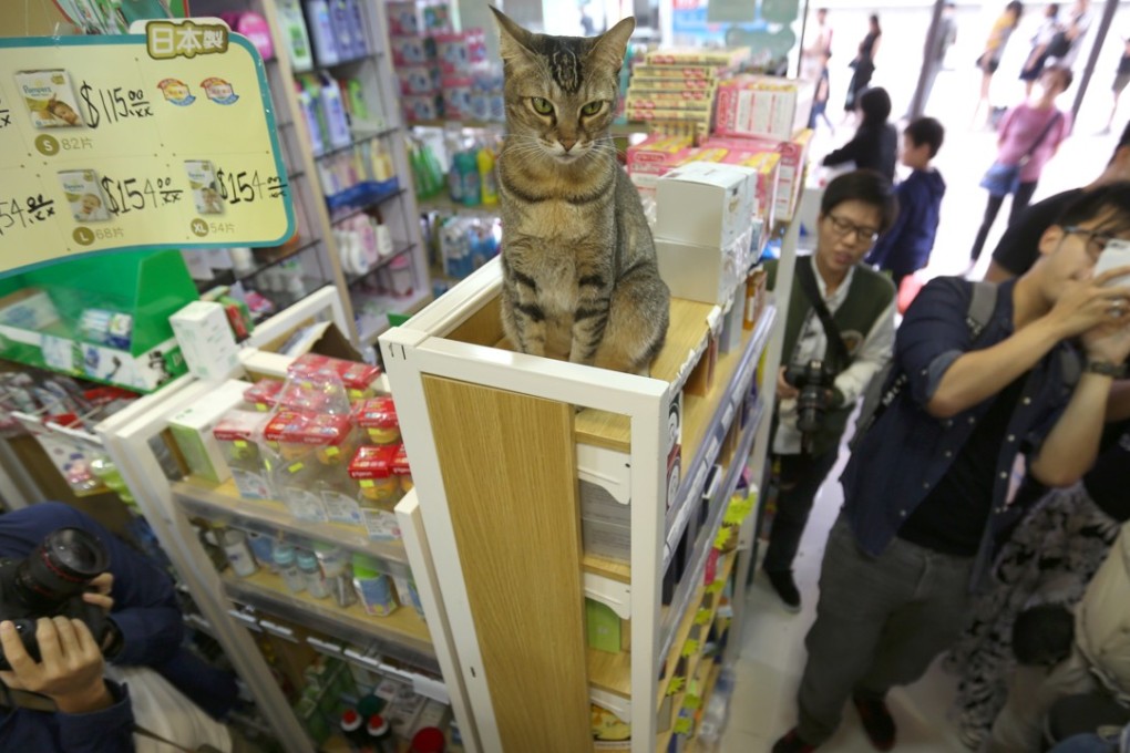 Porsche the cat back at the pharmacy located at On Tat Estate in Kwun Tong. Photo: Xiaomei Chen