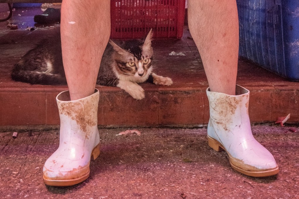 A photo entitled ‘Wellies’ from Dutch photographer Marcel Heijnen’s upcoming photo book Hong Kong Market Cats. Photo: Marcel Heijnen