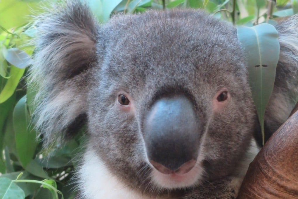 Sora arrived from Japan’s Tennoji Zoo in July last year. Photo: Handout
