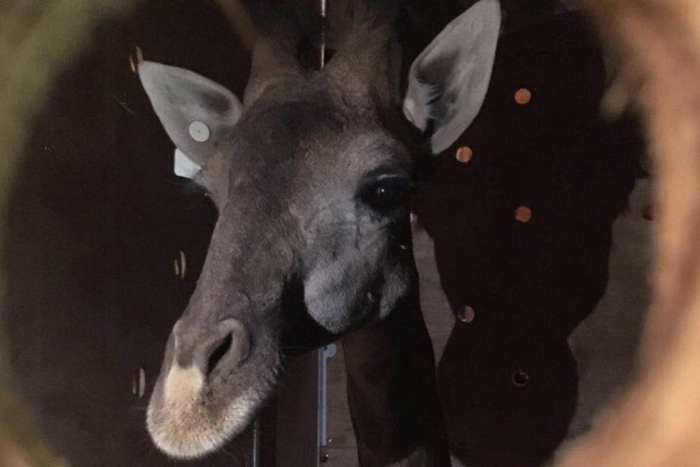 Officials at Xinzheng International Airport in Zhengzhou worked out a detailed strategy for moving young giraffes from Johannesburg, South Africa to Henan province. Photo: Weibo