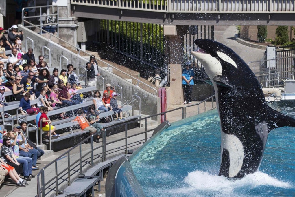 Visitors are greeted by an Orca killer whale as they attend a show featuring the whales during a visit to the animal theme park SeaWorld in San Diego, California. Photo: REUTERS/Mike Blake