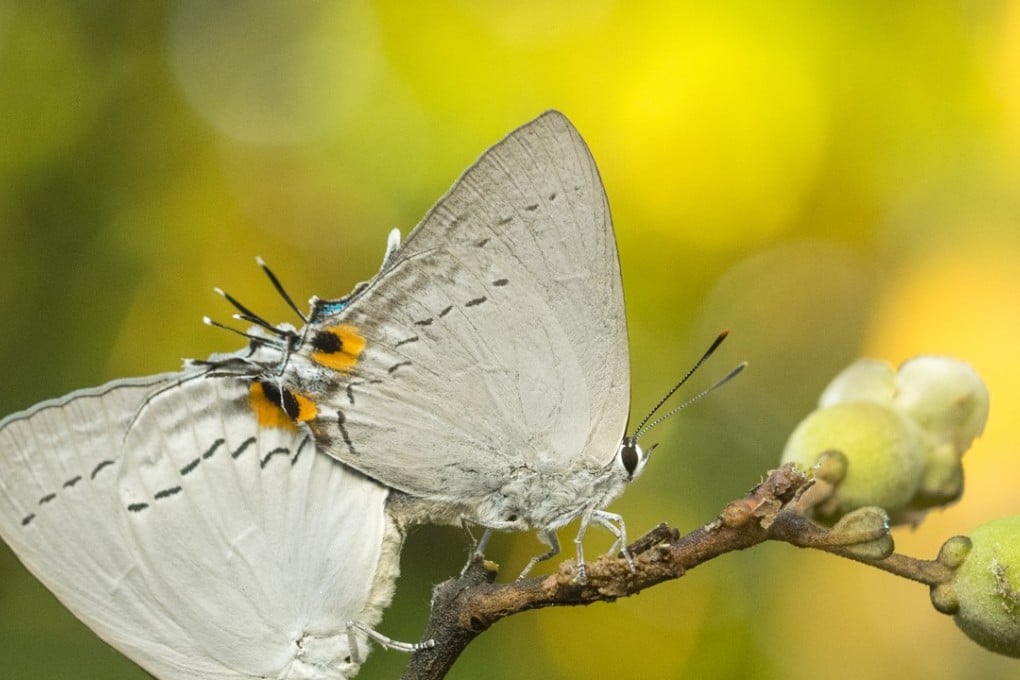 Environmentalists found rare species such as peacock royal and gaudy baron butterflies at Tai Lam Country Park. Photo: Martin Chan