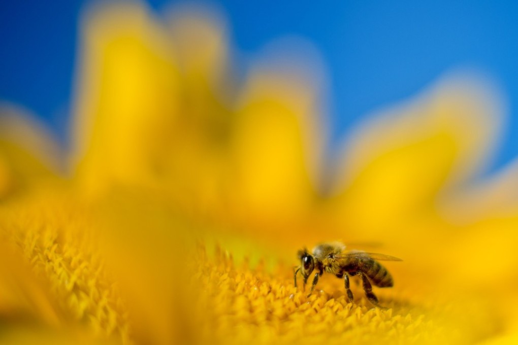 A bee sits on a sunflower in Sehnde near Hanover, central Germany. Photo: Agence France-Presse